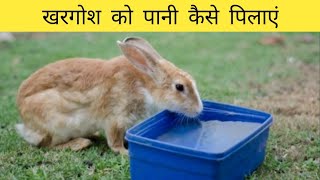 खरगोश को पानी कैसे पिलाएं 💦💦 | khargosh Ko Pani kis tarah banate hain 🐰🐰🐇💦 | how  rabbit drink water