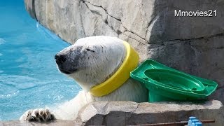 ララのプール遊び~Polar Bear is playing