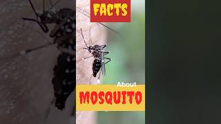 Amazing Facts About Mosquito 🦟😱 #facts #mysteriousfacts #mosquito#shortsfeed #shortvideo