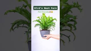 Birds Nest Fern Grow Guide🌱 #houseplants #indoorplants #houseplantvarieties