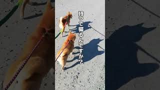 散歩中〜ゴミ拾い！？【いやだ！私のもの！】#shorts #shibainu #多頭飼い