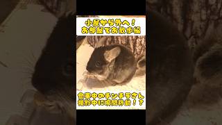 食事中のチンチラさんに密着してたら瞬間移動された！？ #チンチラ #chinchilla #チンチラ好きと繋がりたい #チンチラのいる暮らし #ナナチラの小屋 #ペット動画 #かわいい動物 #癒し動画