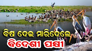 ବିଷ ଦେଇ ମାରିଦେଲେ | Odisha Reporter