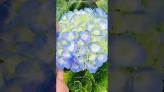 Hydrangea flower #homegarden #flower #nyabagam #likesharesubscribe