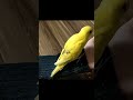 【一生懸命挿し餌を食べるインコのヒナ】 shorts 癒し 動物 可愛い インコ