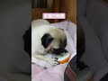 待ってました pug パグ 日常 犬のいる暮らし dog 퍼그 犬のいる生活 ターキーアキレス 至福の時間 shorts