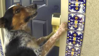 Smart dog Jumpy