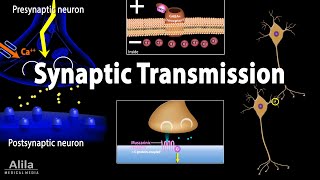 Neuroscience basics: Synaptic transmission - Chemical synapse, Animation