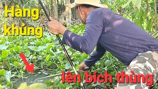 Câu cá sông/ Trúng con Trê lôi phao kỳ lạ đóng một phát mà lên nó khủng thiệt.