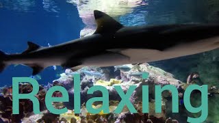 1 Hour of Beautiful Ocean Fish, Shark,Turtle Aquarium Relax Piano Music for meditation or sleep