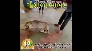 श्री जलाराम गौशाला,भाभर गुजरात / Shri Jalaram Gaushala, Bhabhar Gujarat