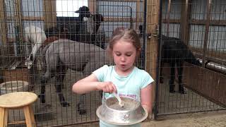 Feeding Alpacas