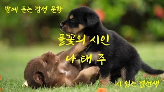 시읽는 별선생 - 나태주 풀꽃, 행복, 선물, 시, 뒷모습, 호수1, 아끼지마세요 오디오북