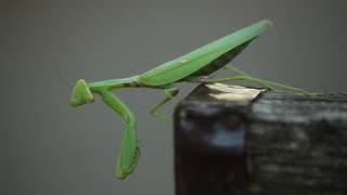 Hierodula transcaucasica - ამიერკავკასიური/ხის ჩოქელა