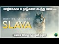 Slava | Story of lonely wolf | Tamil | Wolf story | Documentary | Golden eyes slava | BioWorld | BW