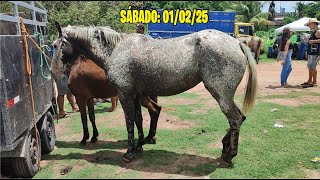 FEIRA DE CAVALO E ACESSÓRIOS DE ABREU E LIMA-PE 01/02/25 #cavalos