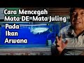 Cara Mencegah Mata DE (Mata Juling) Pada Ikan Arwana