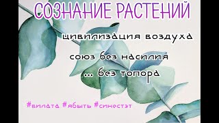 СОЗНАНИЕ РАСТЕНИЙ #ябыть #синестэт #вилата