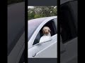 wtf dog driving it’s own tesla 😂 shorts youtubeshorts a short comedy funny tiktok shortvideo