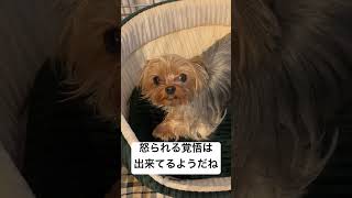 怒られる覚悟を決めたヨーキー　#dog #yorkshire #yorkie #犬 #ヨークシャテリア #ヨーキー #犬のいる暮らし