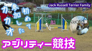 【ジャックラッセルテリア】アジリティー競技にカカオデビュー🐾【多頭飼い】【犬　dog】