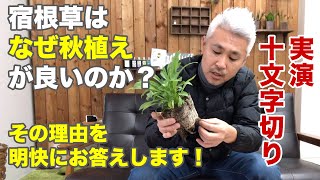 宿根草 秋植えの方が良い理由 庭植えの方が良い理由 冬の植え付け方