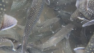 Are Pennsylvania's trout stocking practices harmful to the native brook trout?