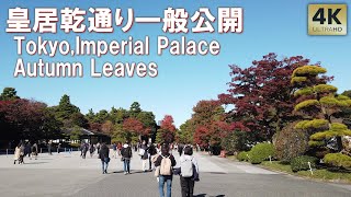 9日間期間限定！綺麗な紅葉本番！秋季 皇居 乾通り 一般公開 2024 紅葉 皇居東御苑 Tokyo,imperial palace Autumn Leaves