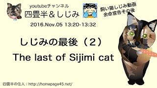 飼い猫しじみ しじみの最後(2) Last of sijimi (2) 2016.Nov.05 13:32