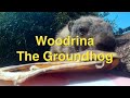 17 Minutes of a Woodchuck Eating