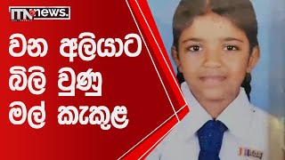 වන අලියාට බිලි වුණු මල් කැකුළ - ITN News