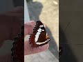 morning vibes with commander butterfly nature corbettpark shortvideo butterfly