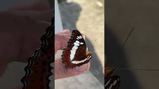 Morning vibes with Commander Butterfly #nature #corbettpark #shortvideo #butterfly