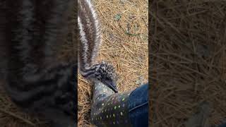 There’s something about the blue dots on my rain boots the Emu are attracted to.