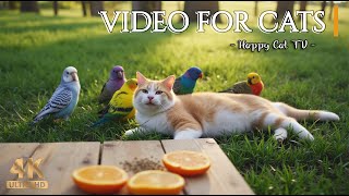 Cat TV for Cats: 6 Hours of Birds, Squirrels, and Relaxing Nature Sounds