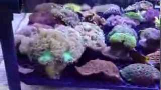 Cultured corals at Maidenhead Aquatics