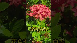 仙丹花屬於常綠灌木 #雨林老爬