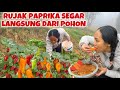 PETIK PAPRIKA LANGSUNG BIKIN RUJAK DI KEBUN