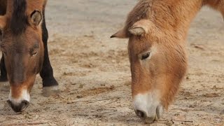 How the Przewalski Horse Gets Ready For Winter