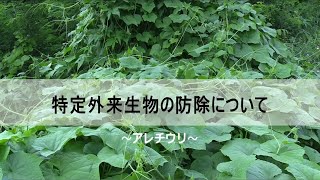 特定外来生物の防除について～アレチウリ～