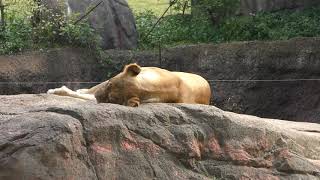 Lion (TENNOJI ZOO, Osaka, Japan) November 3, 2017