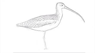 Drawing a Long-billed Curlew with David Allen Sibley