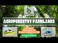 Agroforestry Farmlands are Being Developed by Bharat Nirman Limited at Narayankhed, Telangana, India