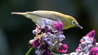 20230528 / 中正台北植物園 / 斯氏繡眼 (吸蜜)