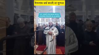 Cat jumps on sheikh leading prayer. See his reaction#shortvideo #ytshort #trending #youtubeshorts