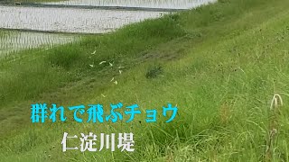 Embankment, Niyodo River,  仁淀川堤沿い「加茂川親水公園・咲き始めのアジサイ」・京間の大イチョウ・【チョウの群遊】（4K）高知県土佐市