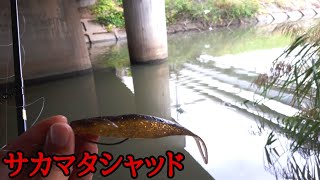 小規模河川の橋脚をサカマタシャッドで狙い撃ち！！