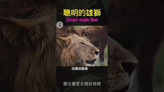 聰明的雄獅唬住了鬣狗#獅子王國  #動物世界 #lion#動物日記