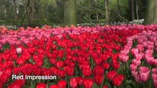 Tulip Mix Impression - Tulip Bulbs from Holland