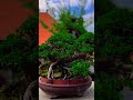 Inspirasi bonsai incaran kolektor karya Bokop Art